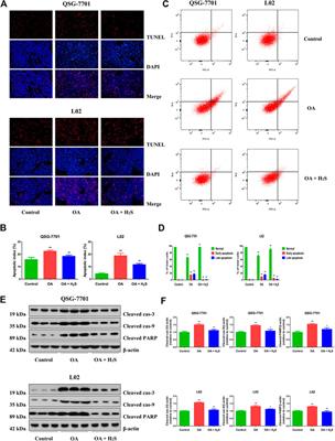 Hydrogen Sulfide Attenuates High-Fat Diet-Induced Non-Alcoholic Fatty Liver Disease by Inhibiting Apoptosis and Promoting Autophagy via Reactive Oxygen Species/Phosphatidylinositol 3-Kinase/AKT/Mammalian Target of Rapamycin Signaling Pathway